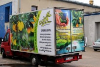 cedro
